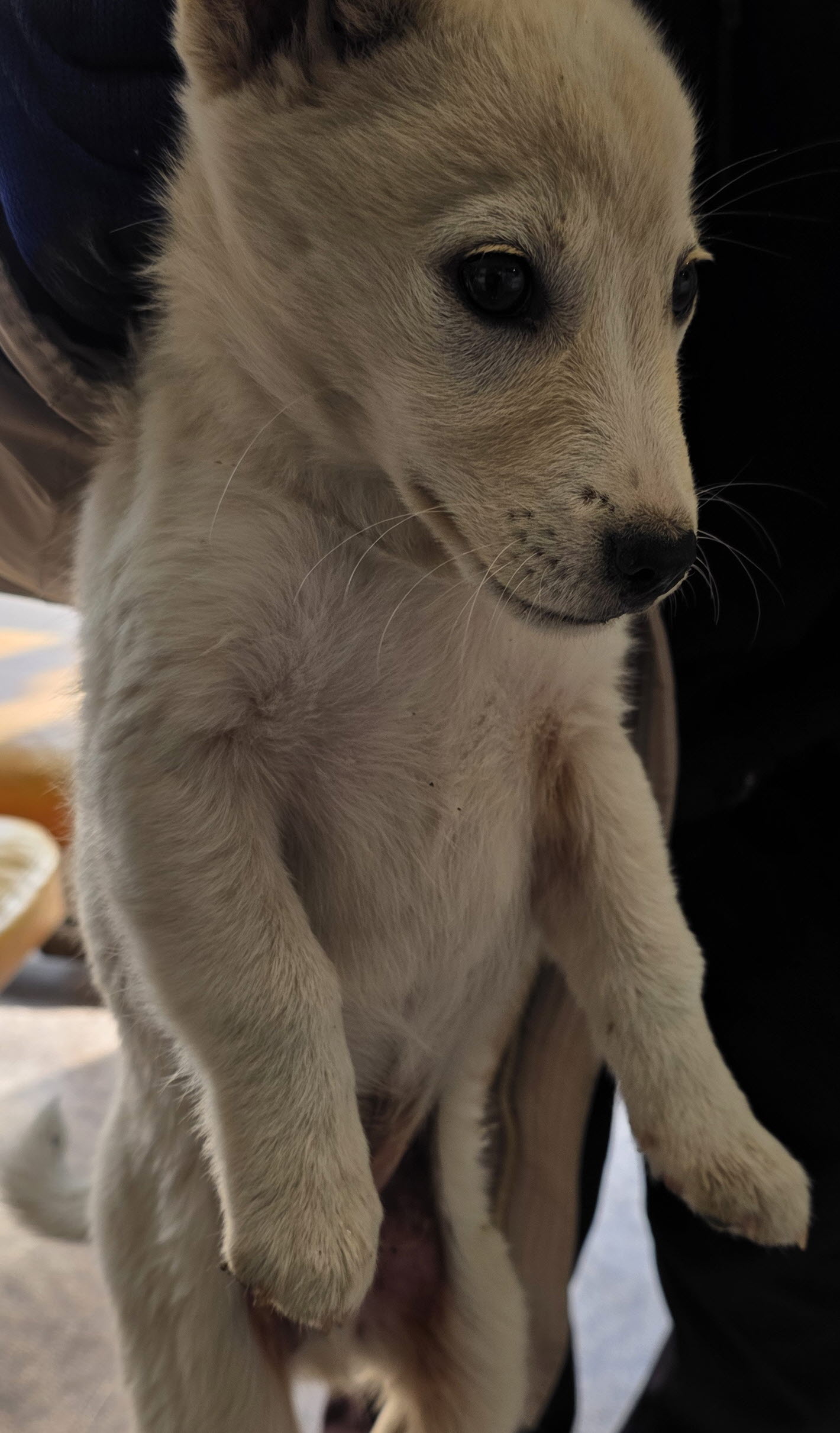 보호중 믹스견의 가…