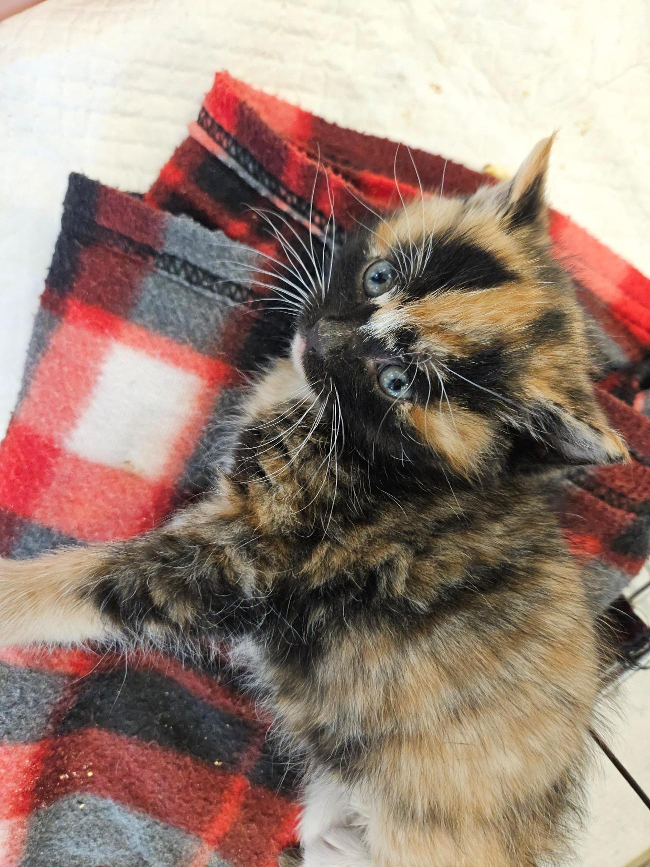 보호중 한국 고양이…