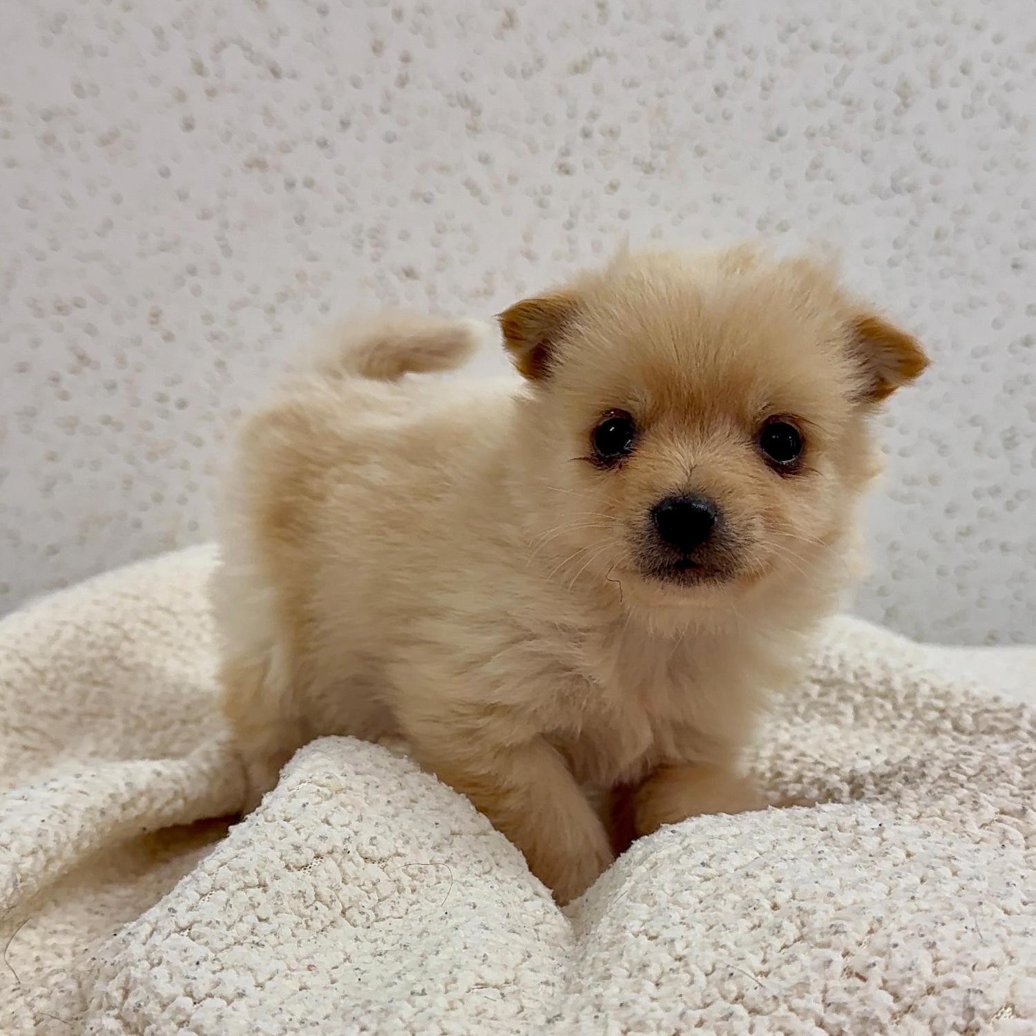 보호중 믹스견의 가…