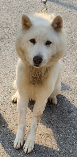 보호중 믹스견의 가…