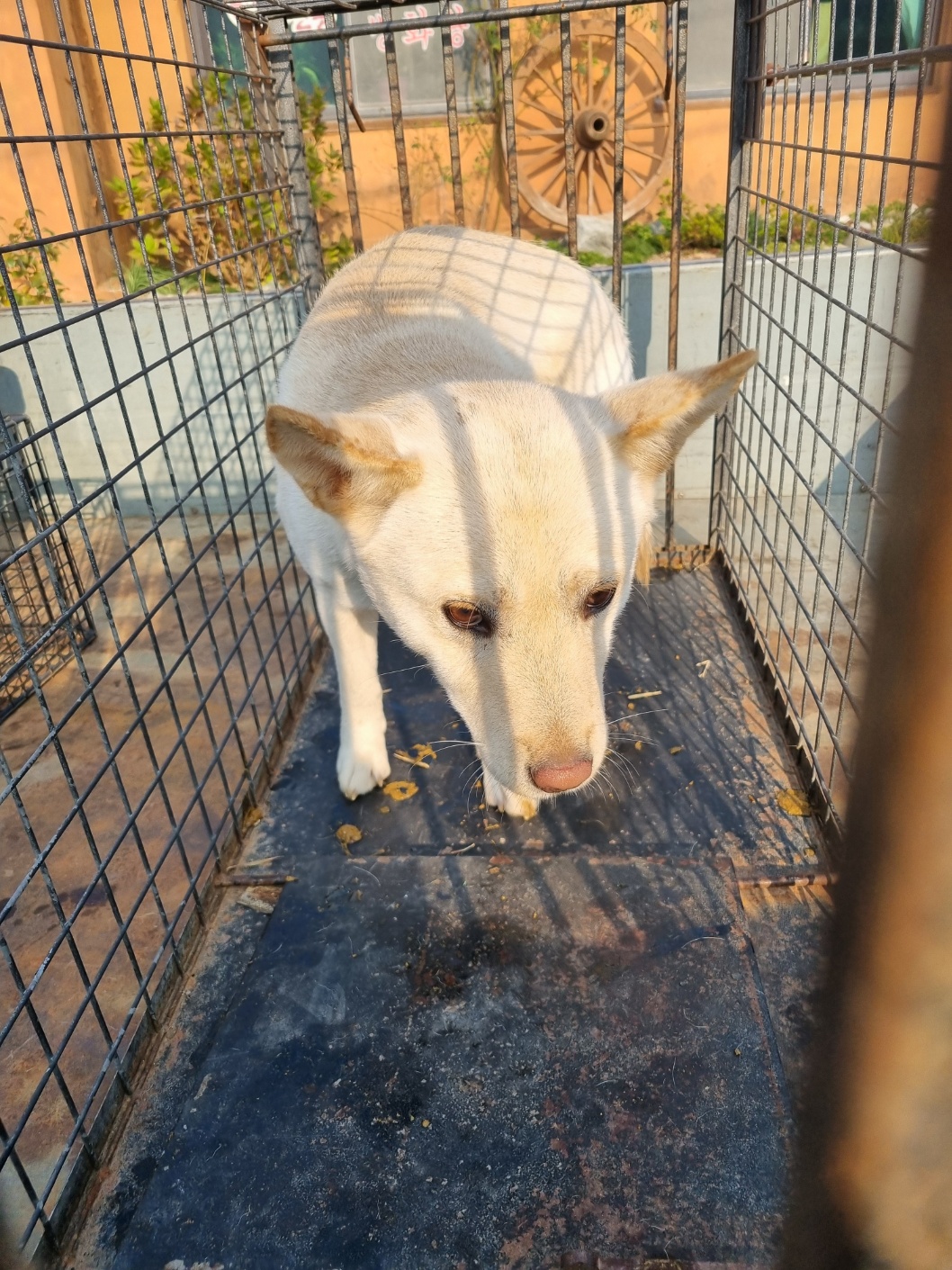 보호중 믹스견의 가…