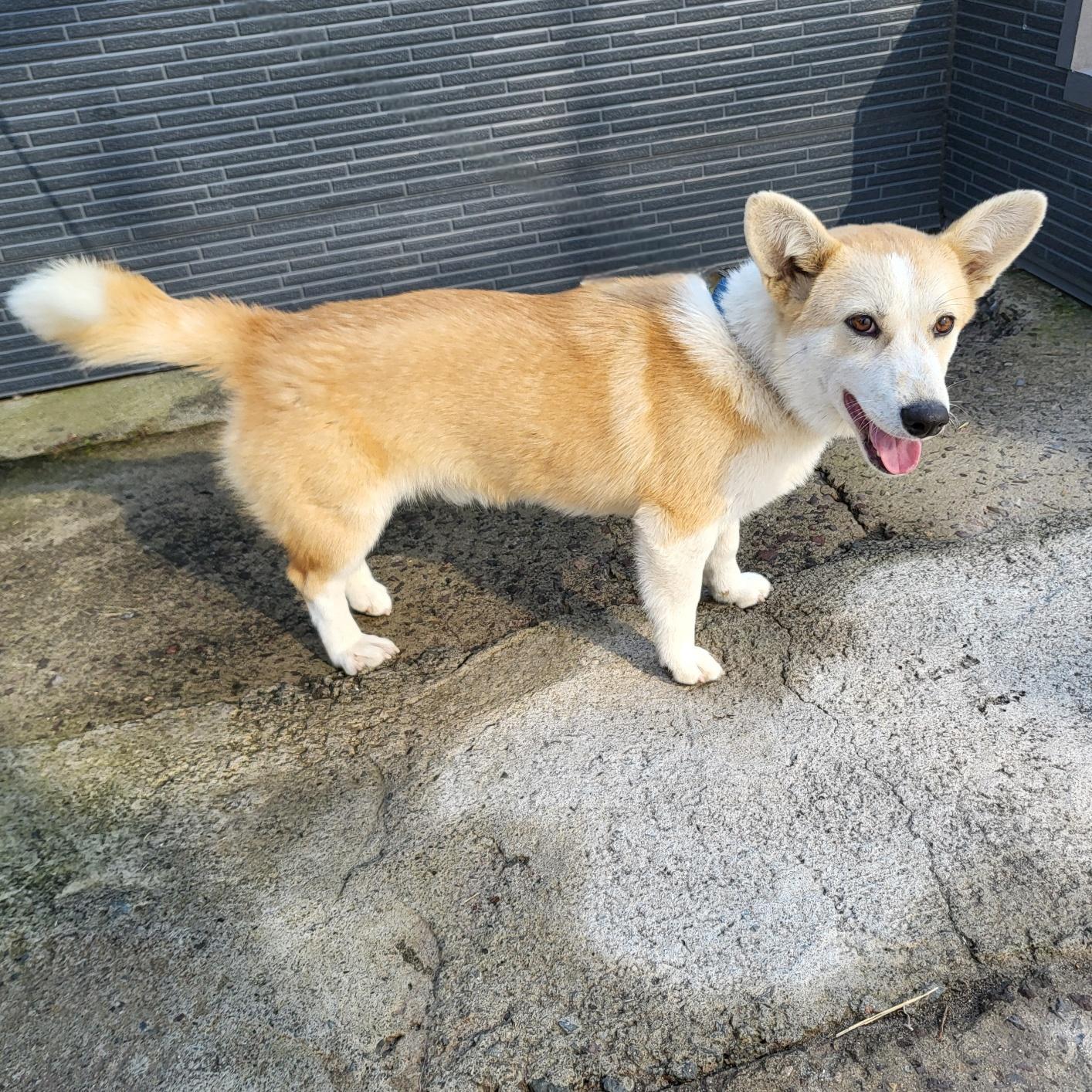 사천시 동물보호센터_448534202502143