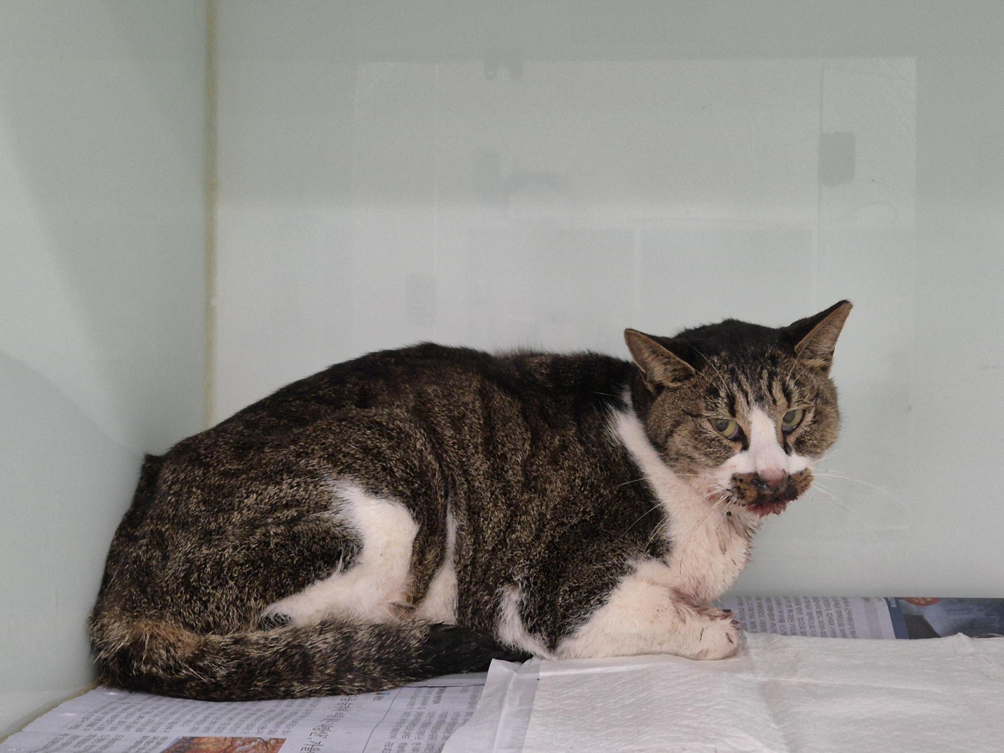 가정동물병원_428356202501643