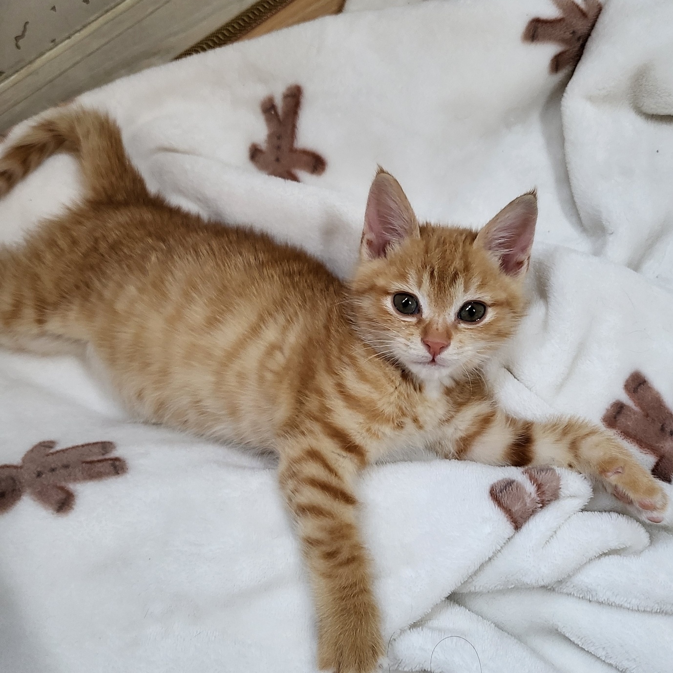 보호중 한국 고양이…