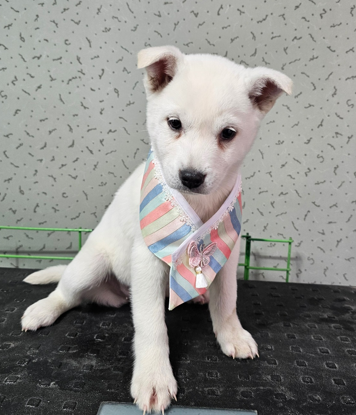 보호중 믹스견의 가…