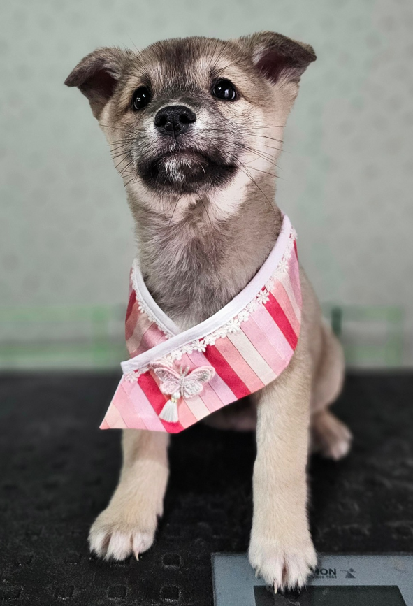 보호중 믹스견의 가…