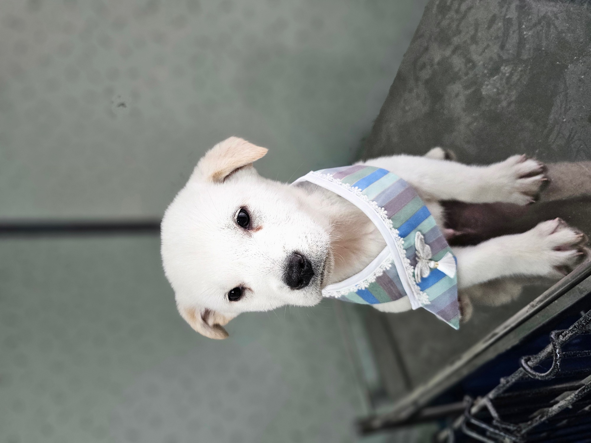 보호중 믹스견의 가…