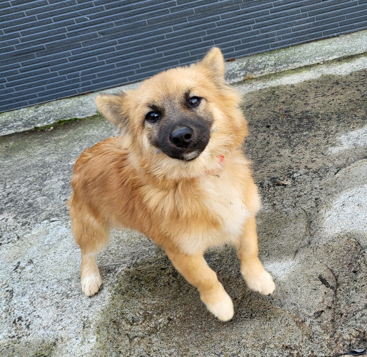 보호중 믹스견의 가…