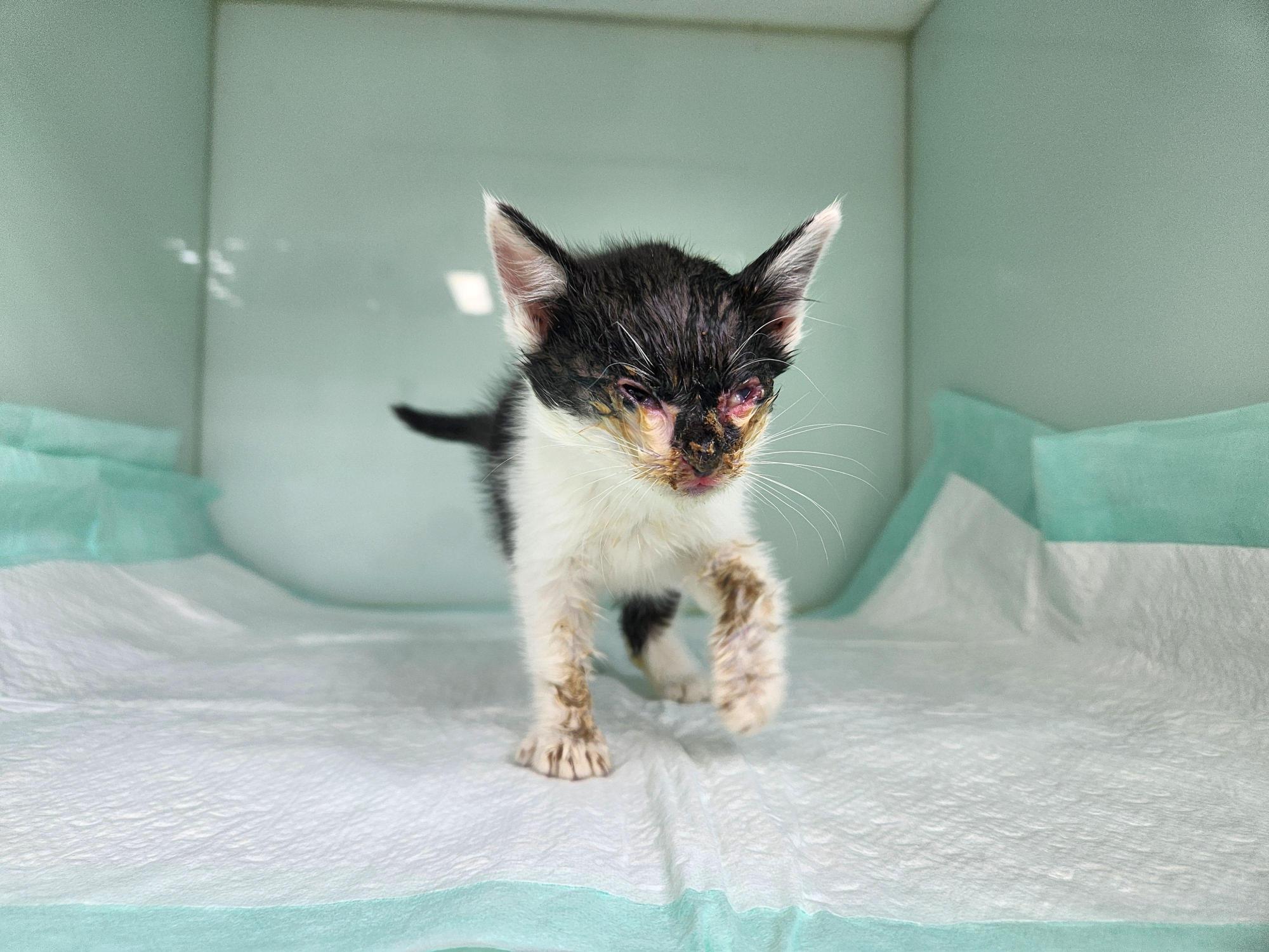 광주TNR동물병원송정_441554202501740