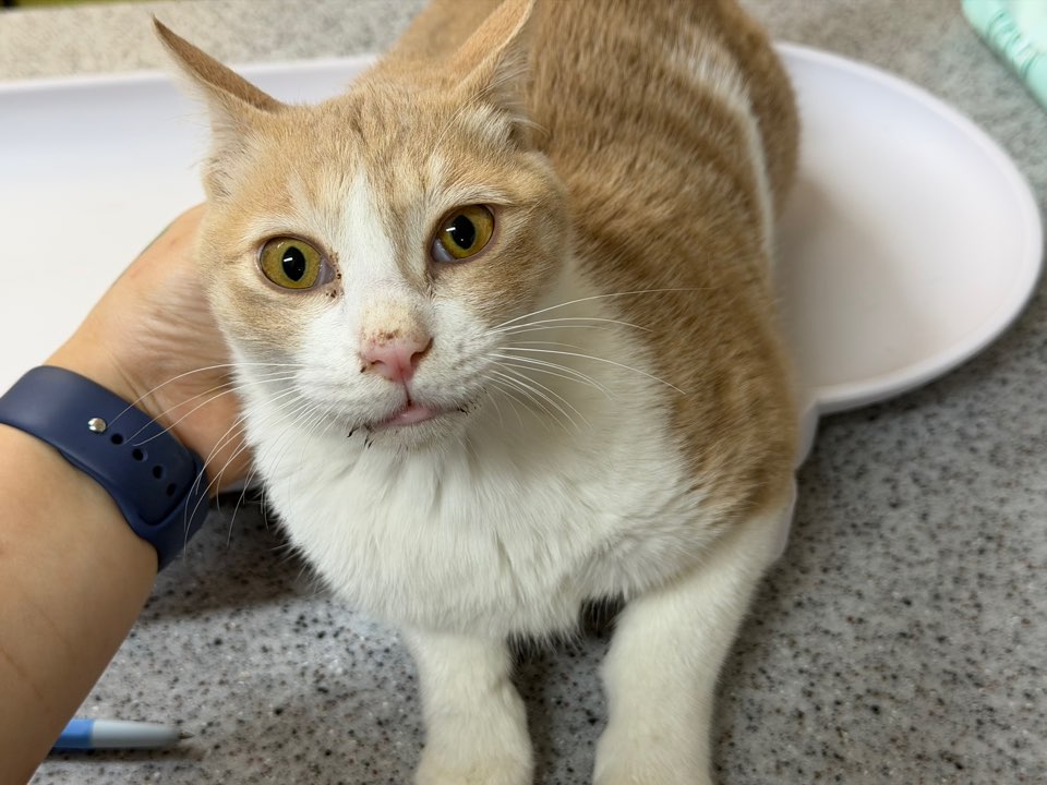 보호중 한국 고양이…