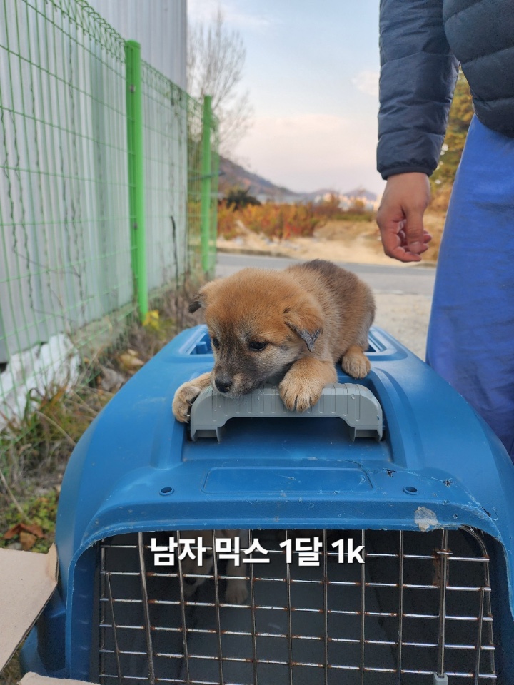 보호중 믹스견의 가…