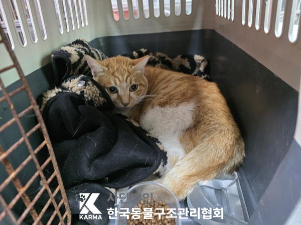 보호중 한국 고양이…