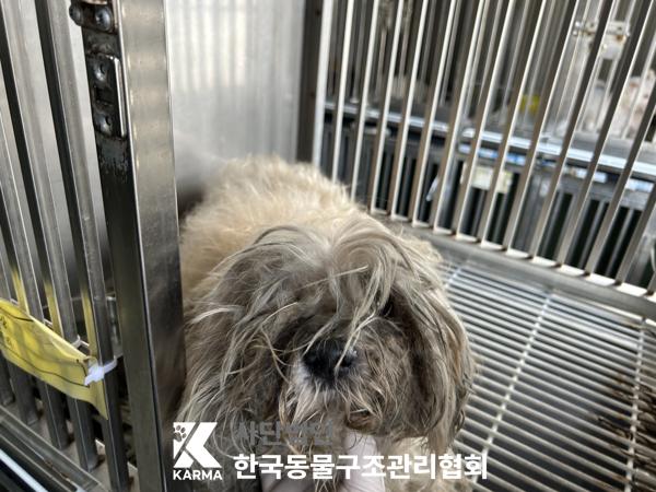 보호중 믹스견의 가…