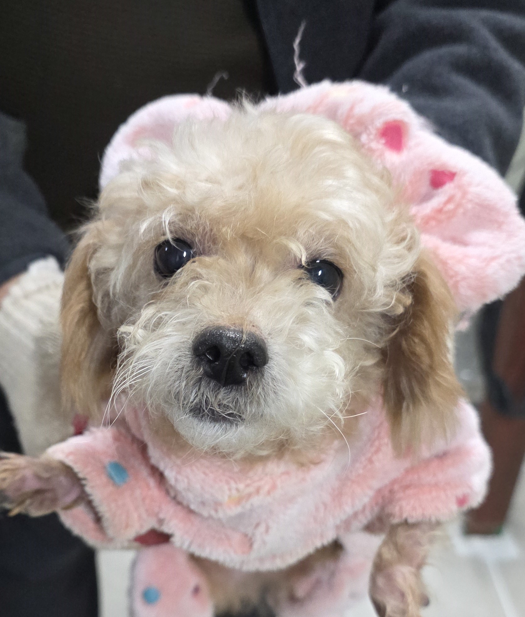 보호중 푸들의 가족…