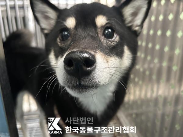 보호중 시바의 가족…