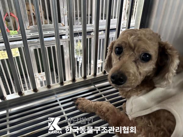 한국동물구조관리협회_411317202500586
