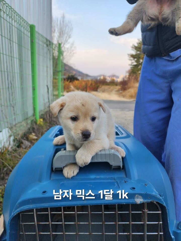 보호중 믹스견의 가…