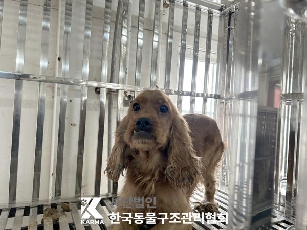 보호중 코카 스파니…