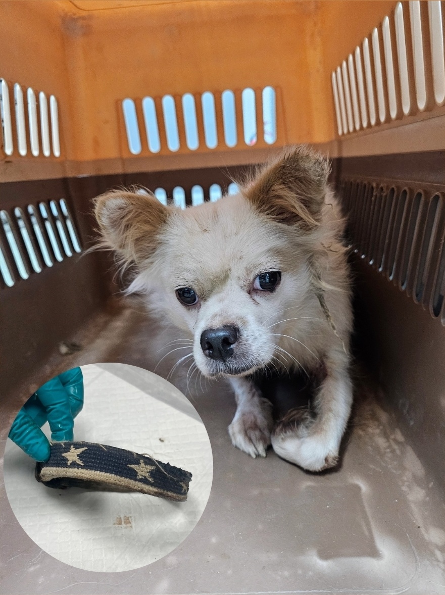 반려동물보호센터_443571202503000