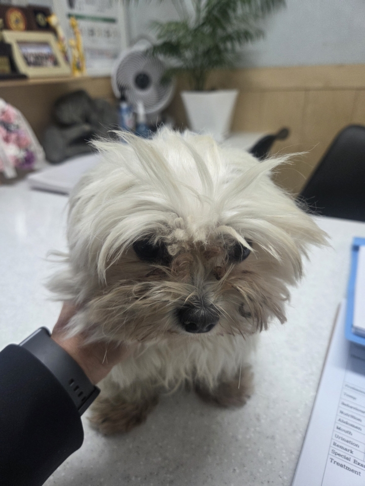 종료(반환) 믹스견…