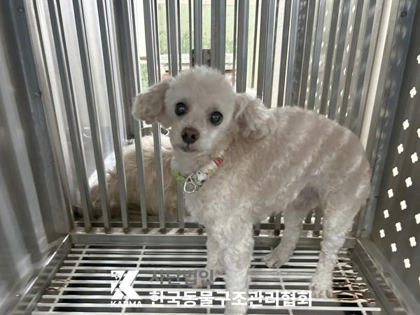 보호중 푸들의 가족…