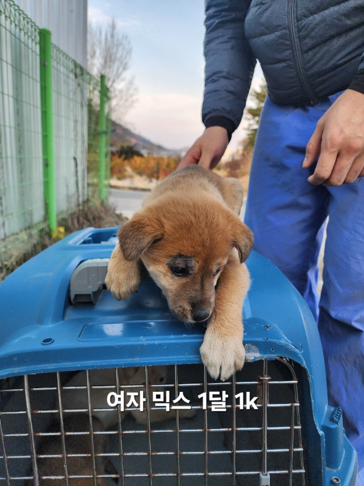 보호중 믹스견의 가…