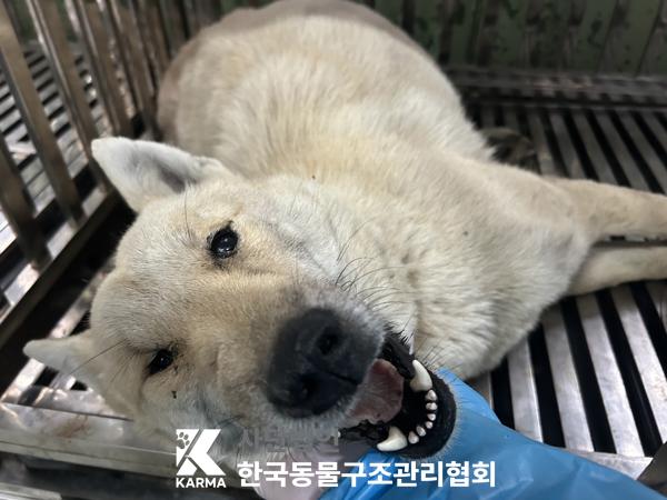 종료(자연사) 믹스…