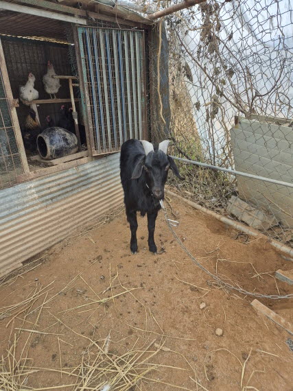 보호중 기타축종의 …