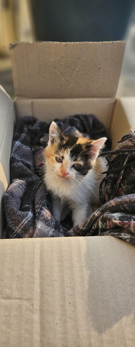 보호중 한국 고양이…