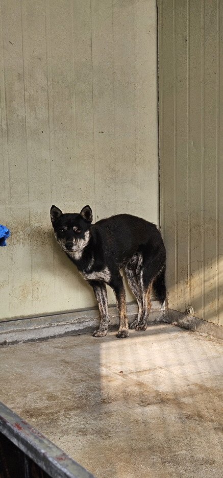 보호중 믹스견의 가…
