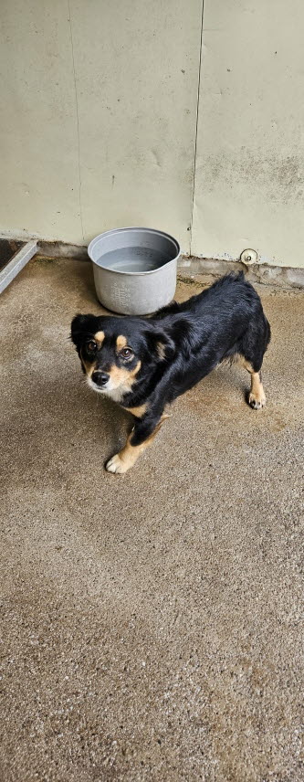 보호중 믹스견의 가…