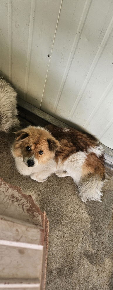 보호중 믹스견의 가…