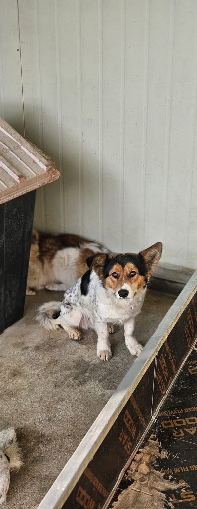 보호중 믹스견의 가…