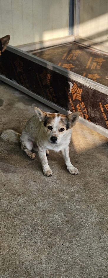 익산유기동물보호소_445468202503092