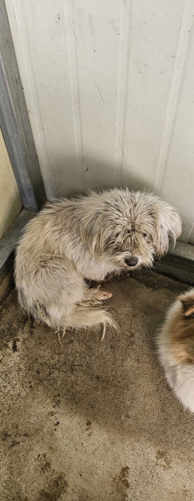 보호중 믹스견의 가…