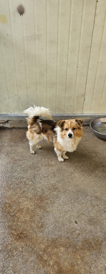 보호중 믹스견의 가…