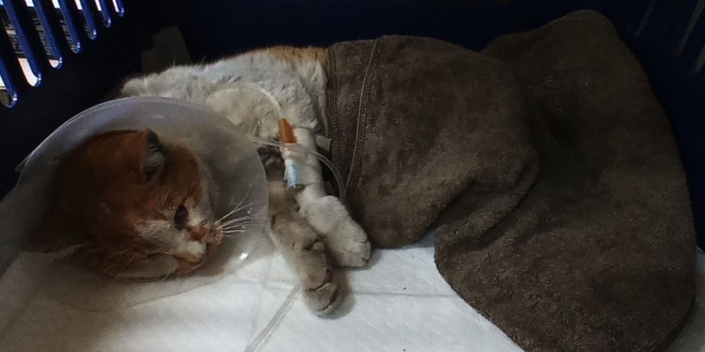 산타클라라동물병원_431369202500762