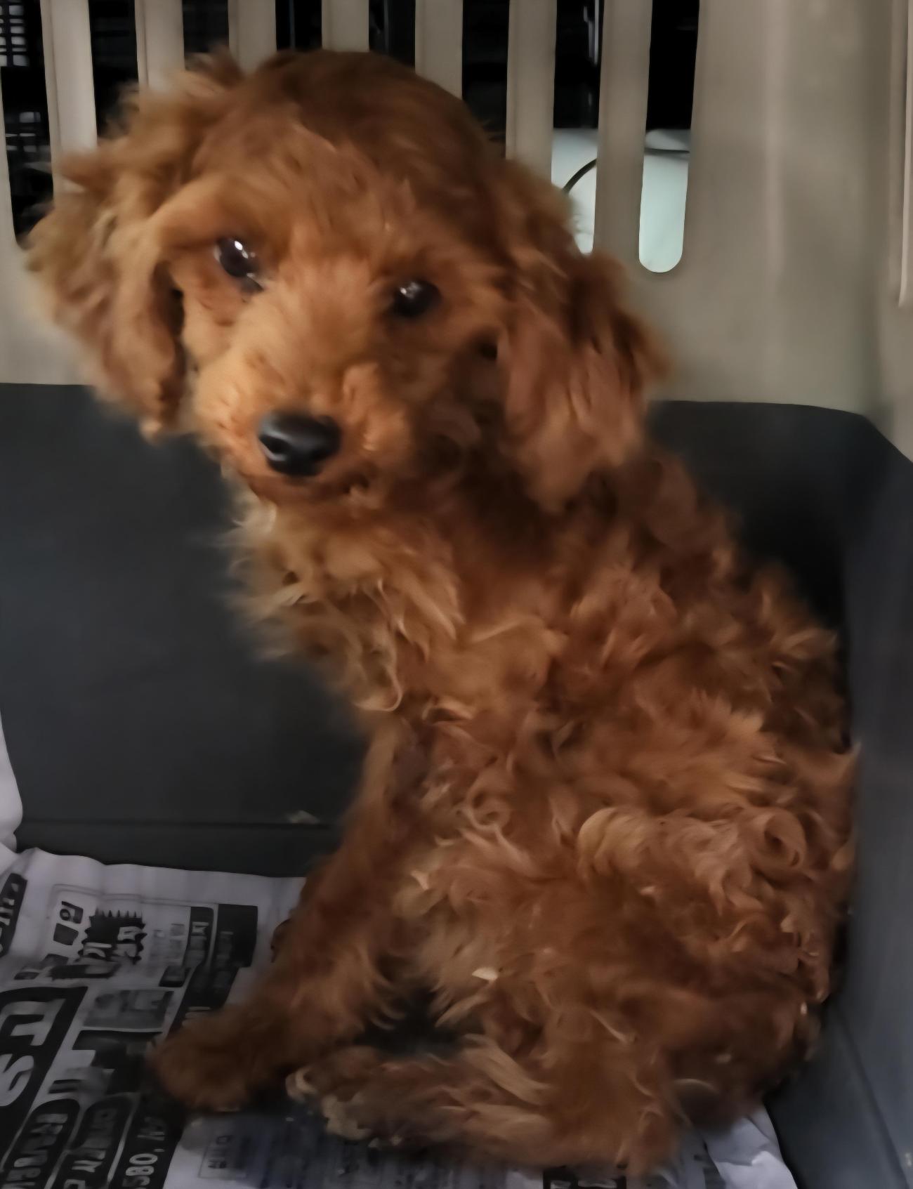 보호중 믹스견의 가…