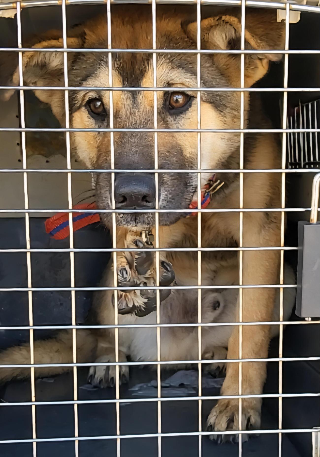 보호중 믹스견의 가…