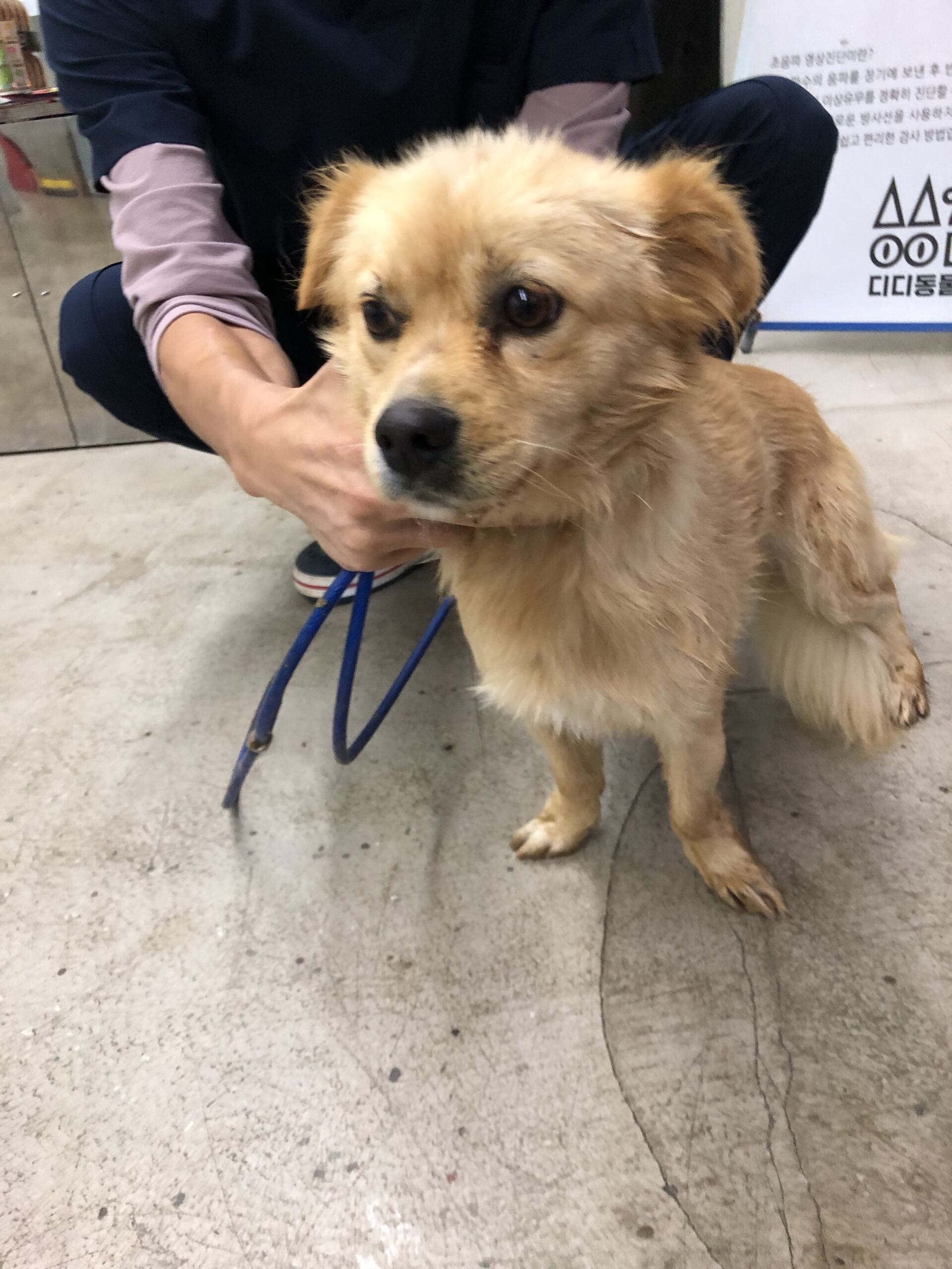 보호중 믹스견의 가…