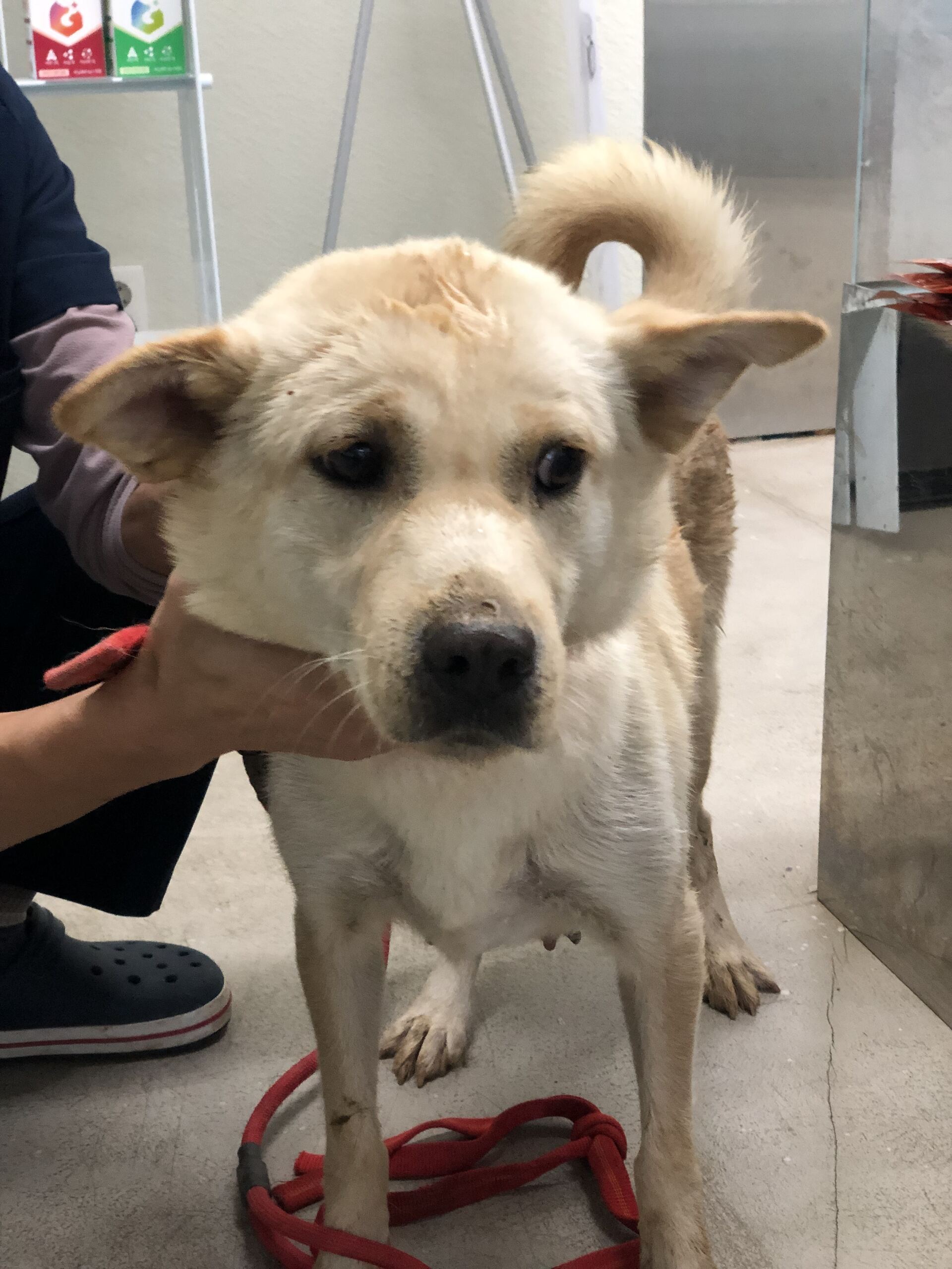 보호중 믹스견의 가…