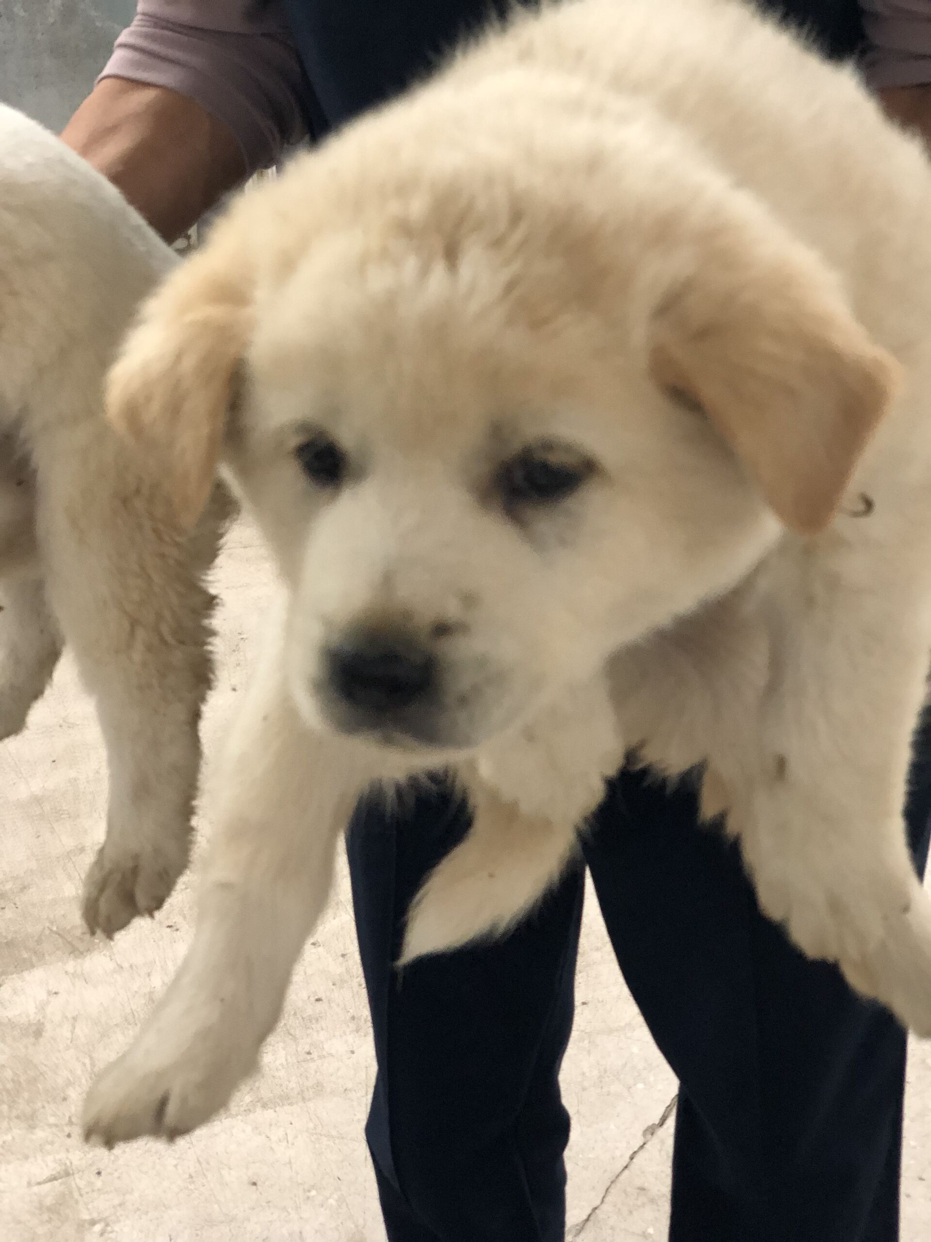 디디동물병원_428357202501681