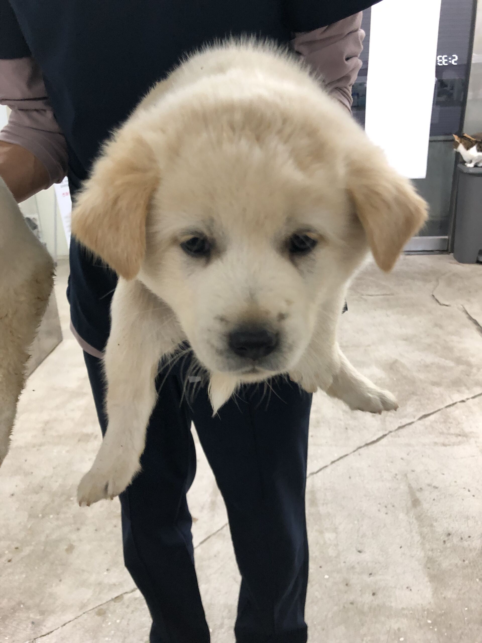 보호중 믹스견의 가…