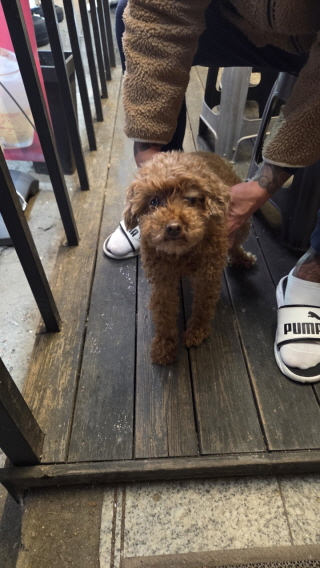 보호중 푸들의 가족…