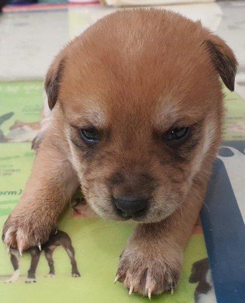 공주시 동물보호센터_444450202500531