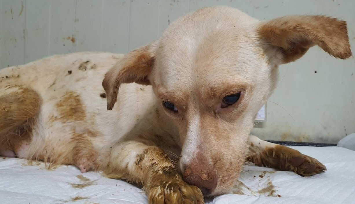 보호중 믹스견의 가…