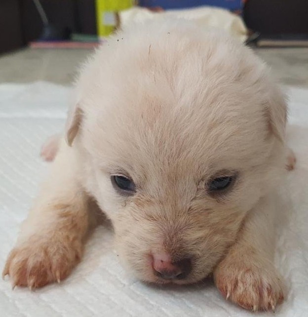 보호중 믹스견의 가…