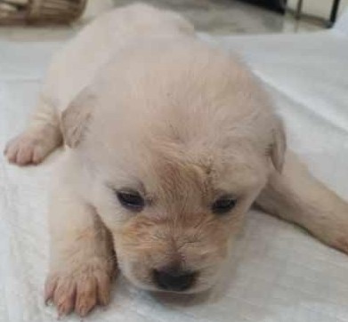 보호중 믹스견의 가…