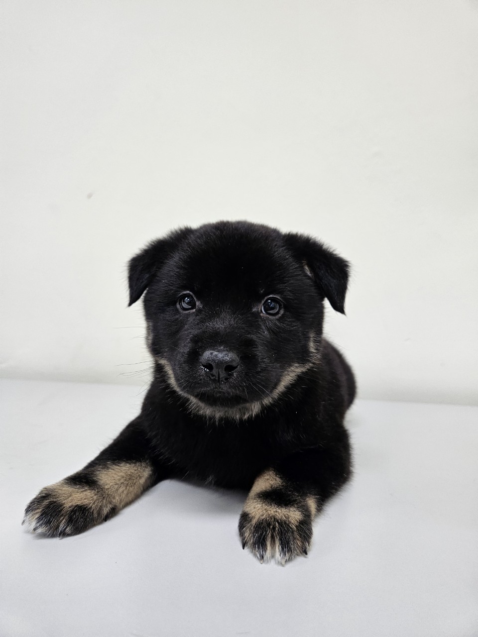 아산동물복지지원센터_444452202502176