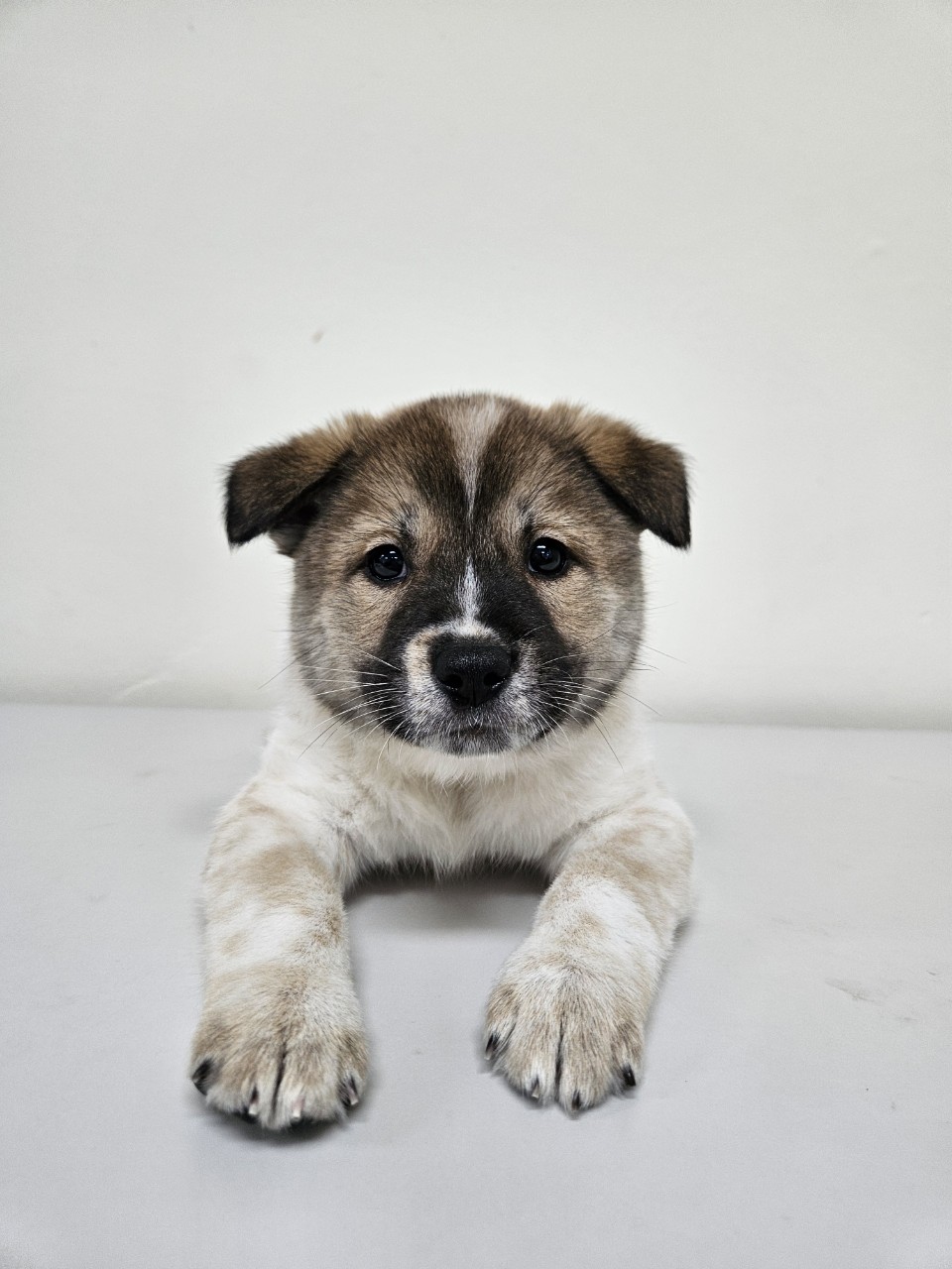 아산동물복지지원센터_444452202502178